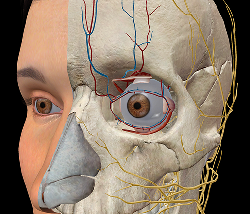 Eye-vision-extraocular-muscles-opthalmic-vein-artery